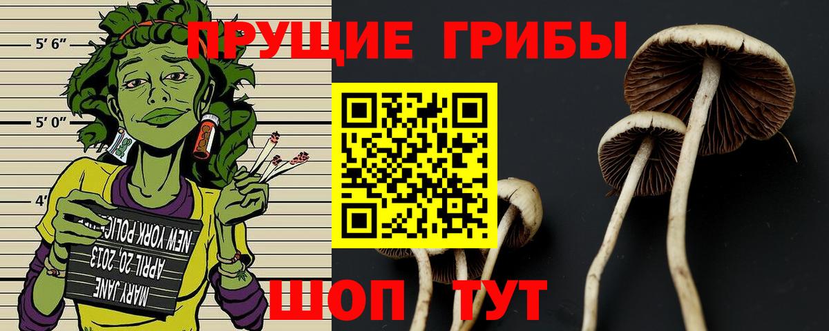Галлюциногенные грибы Psilocybe Бирск